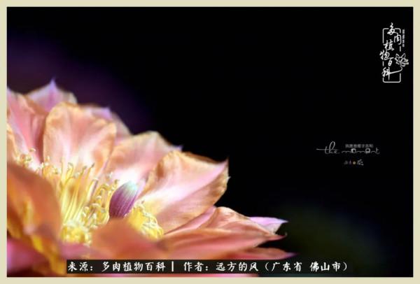 我若盛開，蝴蝶愛來不來