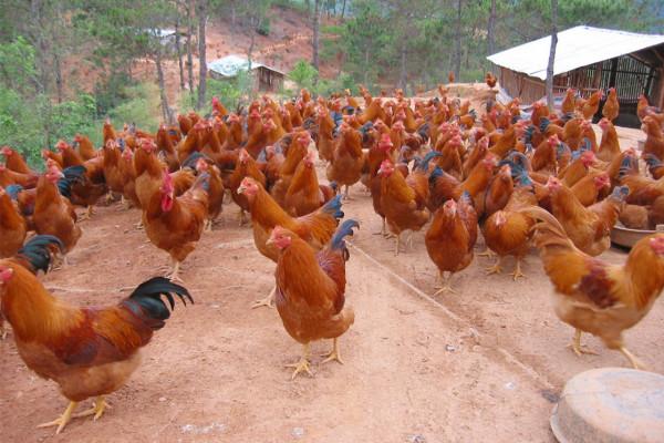 12種好吃的土雞品種，可真比“肉雞”香多了，看看有你家鄉的沒？