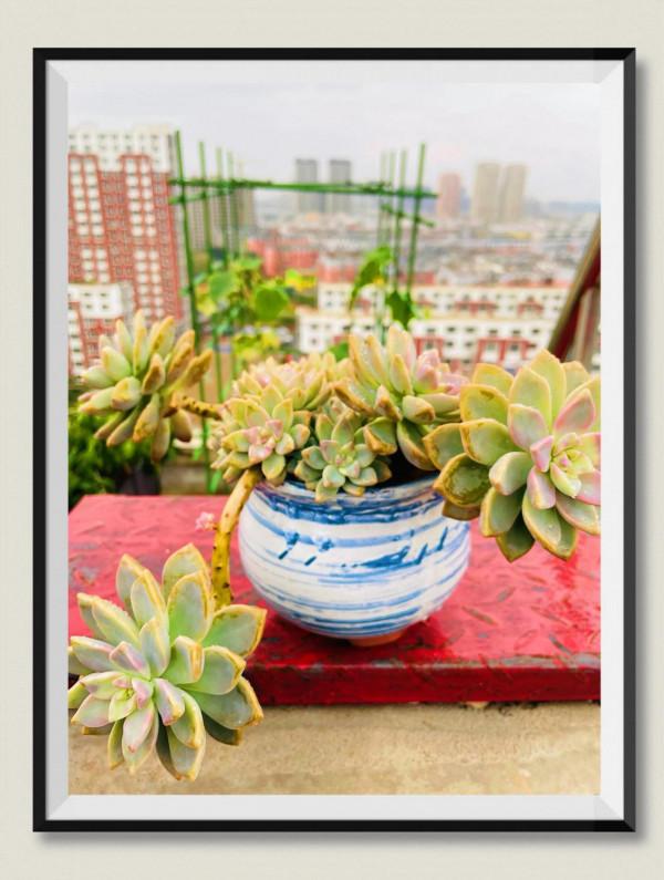 空中花園成就了我的夢想