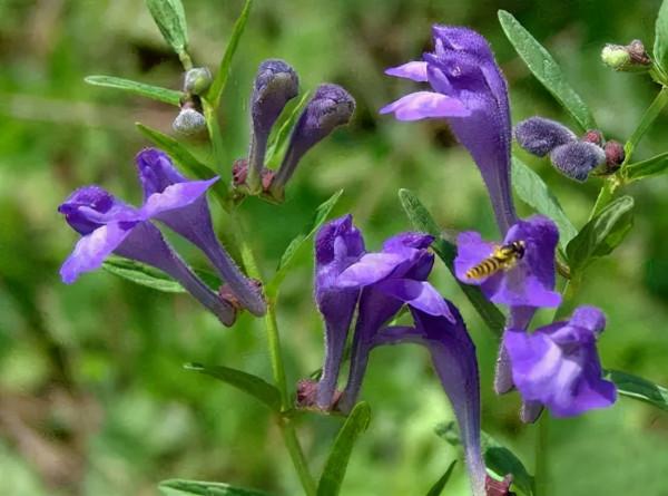 一味中藥：半枝蓮，清熱解毒、活血祛瘀，能治咽喉炎，乳腺纖維瘤