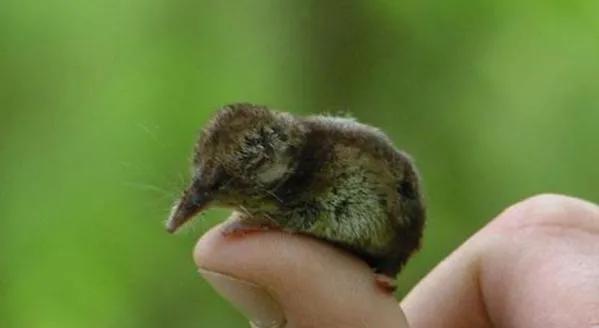 像老鼠的鼩鼱：世界上最小的哺乳動物