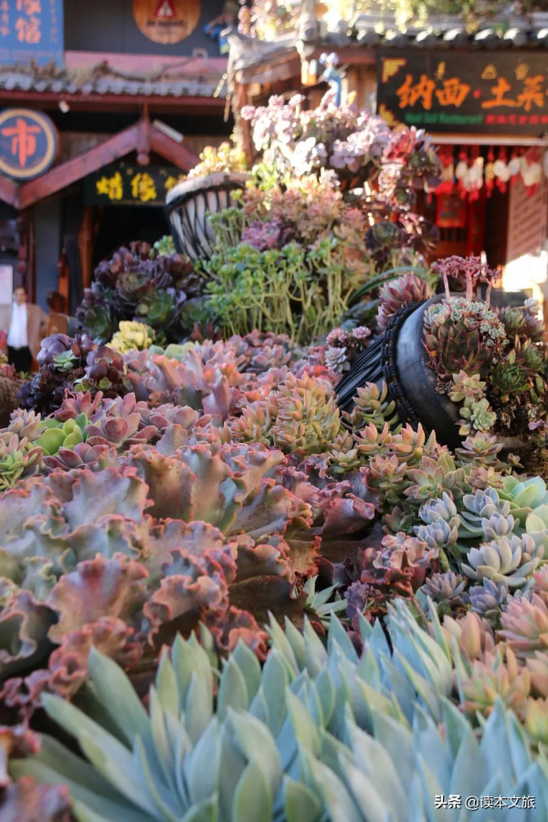 走進麗江古城多肉世界，目之所及皆是治癒