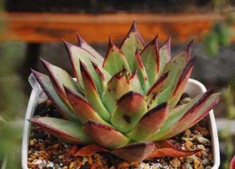 景天養護攻略,多肉植物這樣種才能活得久 景天養護攻略,多肉植物這樣種才能活得久