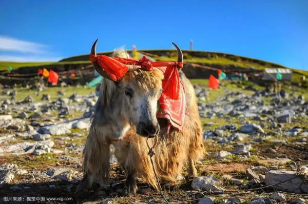 聊聊人類的好朋友——牛