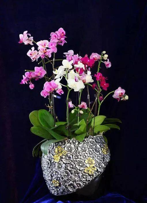 漂亮的蝴蝶蘭大全，顏色各異、姿態萬千