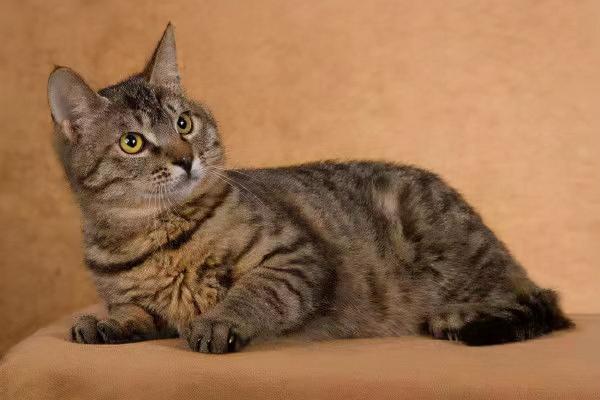 品種溯源識別系列之：中華田園貓