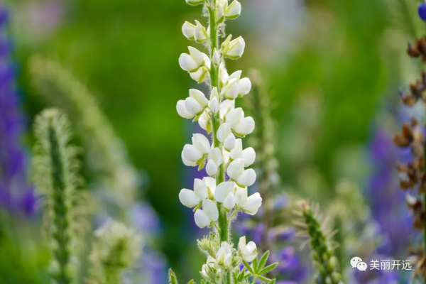 遇見開遠丨“醉”美魯冰花