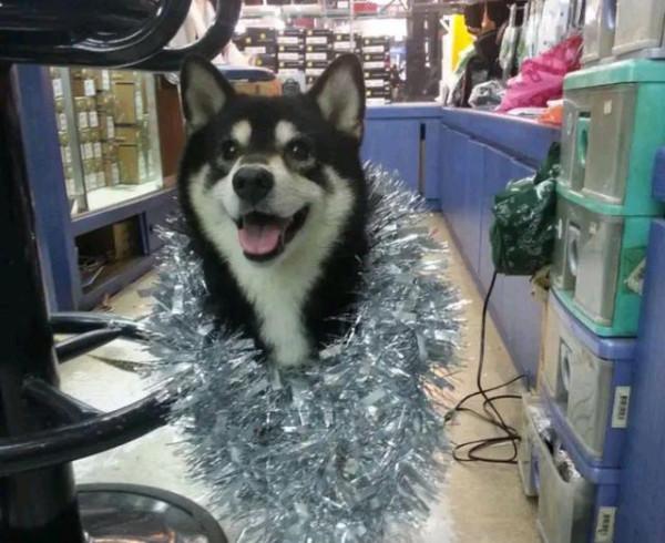 16歲狗狗將接受安樂死，主人帶它曬最後一次太陽，重溫感動回憶