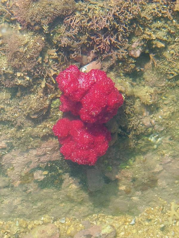 福建古雷：在無人的孤島上露營