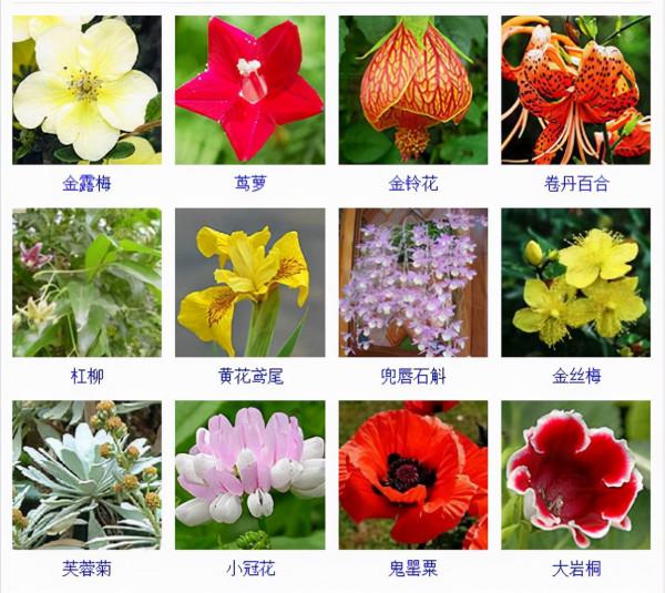 認識這常見800種景觀觀花植物,從此花神就是你!附植物習性種植 認識這常見800種景觀觀花植物,從此花神就是你!附植物習性種植