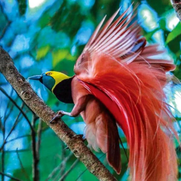 鳥的世界 鳥的天堂