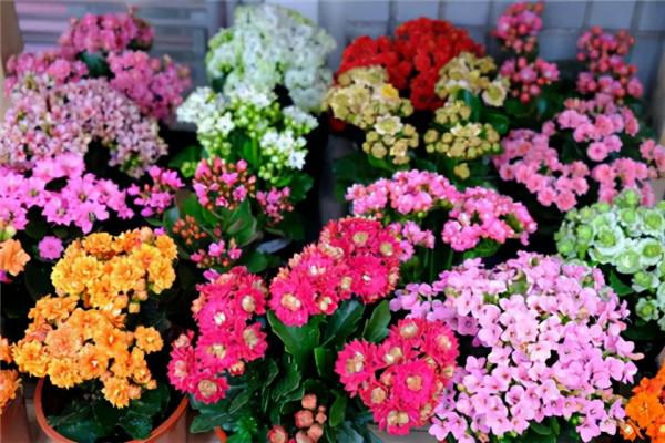 五大“吉祥花”,適合養客廳,喜歡養一盆,越養越“貴氣” 五大“吉祥花”,適合養客廳,喜歡養一盆,越養越“貴氣”