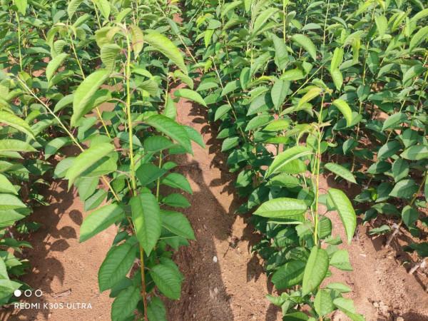 美國一號大櫻桃