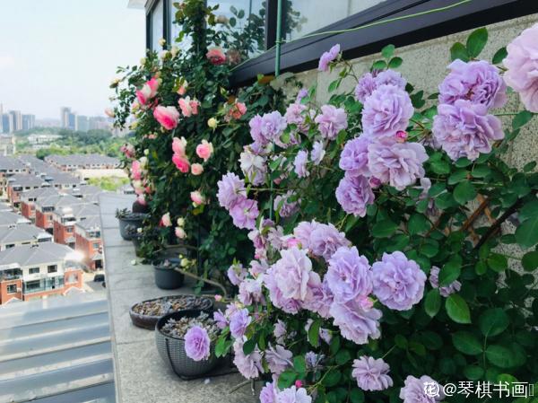 農村人的院子超上檔次，種花不在多，關鍵是選好品種