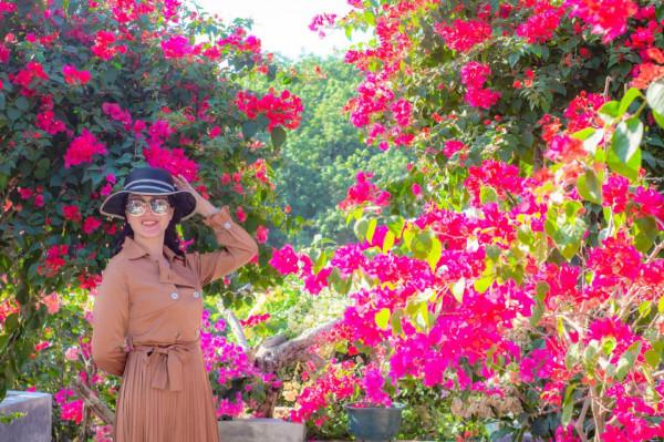 中秋將至，三角梅即將全面盛開，快來粵龍山花海世界打卡