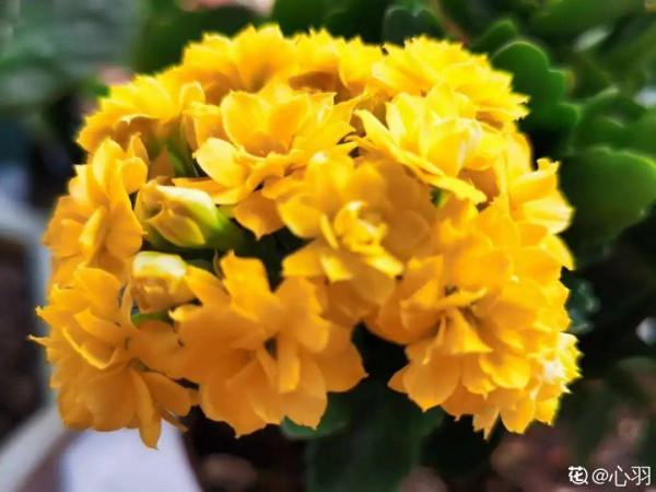 適合秋天養的12種花,耐陰又耐寒,秋冬長得更精神 適合秋天養的12種花,耐陰又耐寒,秋冬長得更精神