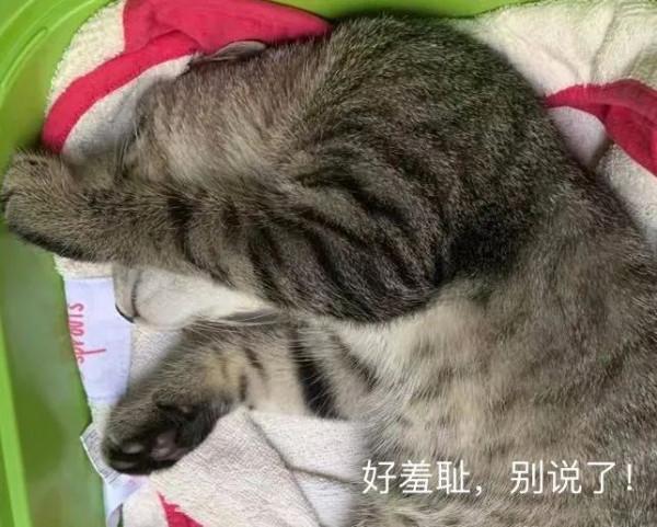 對人類幼崽佛系淡定的老母親，為什麼卻會被貓咪激發焦慮體質？