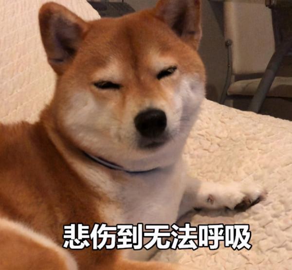 盤點熱門犬種：什麼狗狗更適合你呢？