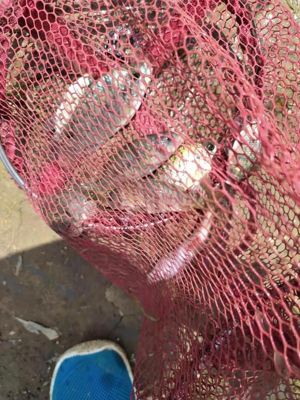 野釣不要亂打窩，小心閉口