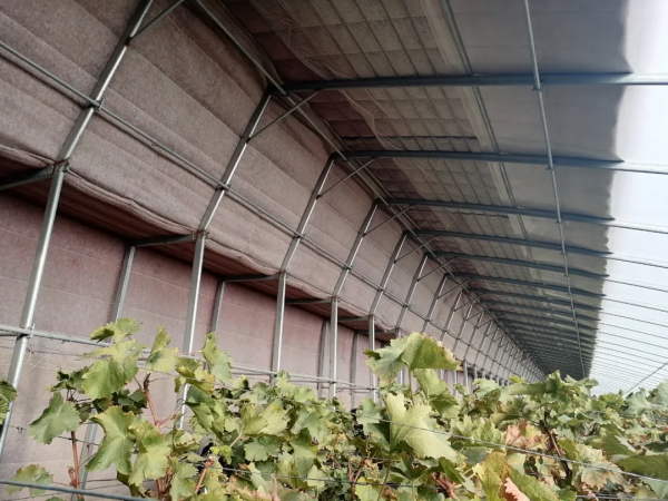 甘肅日光溫室探秘！哪種牆體和骨架最“流行”？哪種造價最划算？