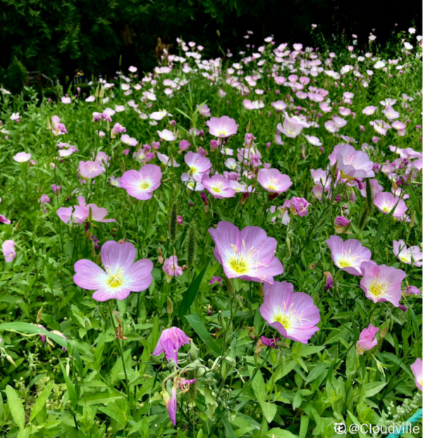 50種花春天播種，長滿小院子，能開一整年