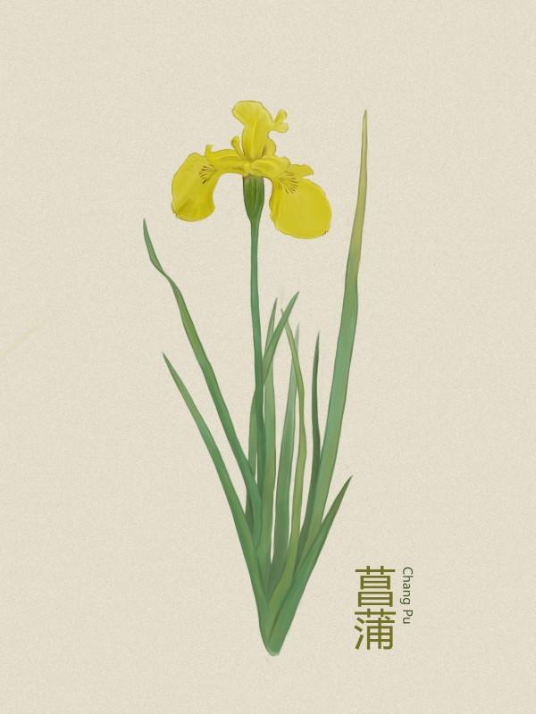 記性不好、記憶力差？簡單四味藥泡水喝，心腎相交，增強記憶力