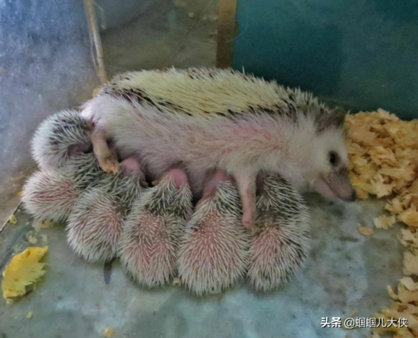 27種動物照片大集合,出生不久的小刺蝟長成這樣,大自然真神奇 27種動物照片大集合,出生不久的小刺蝟長成這樣,大自然真神奇