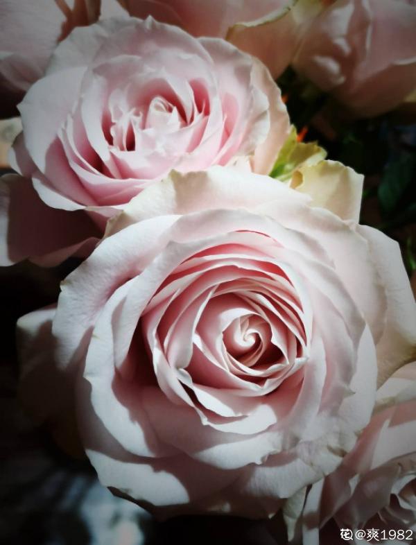 適合新手養的月季，花朵一個比一個大，花期還超長待機