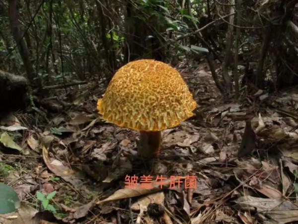 牛肝菌的奧秘知多少~ 牛肝菌的奧秘知多少~