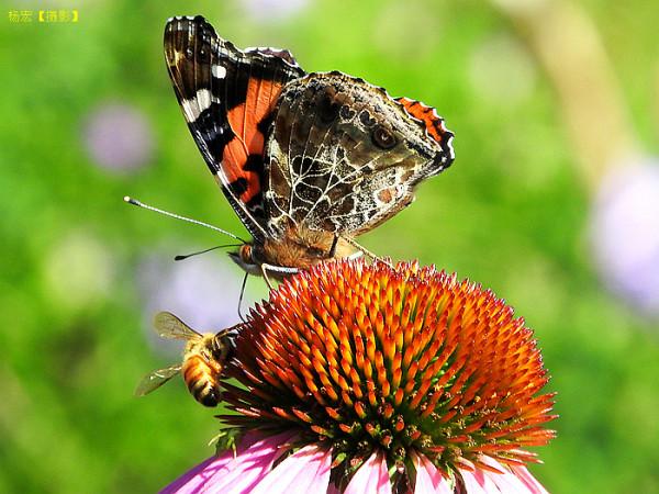 記錄蝶蟲的“偶遇”與“對話”——趣味昆蟲生態攝影