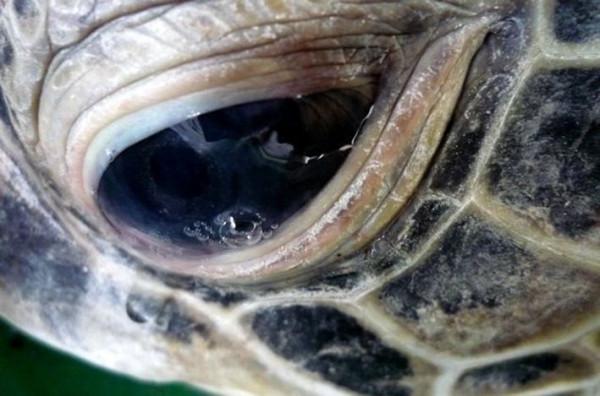 20個關於動物的有趣知識,有些動物居然牽著手睡覺 20個關於動物的有趣知識,有些動物居然牽著手睡覺