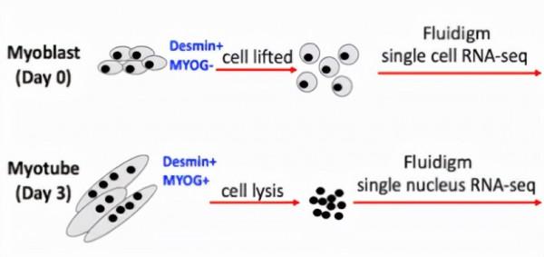 玩轉單細胞測序｜肌肉組織研究思路大揭秘
