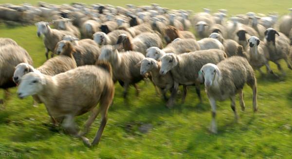 圖片分享一一乎倫貝爾大草原美景