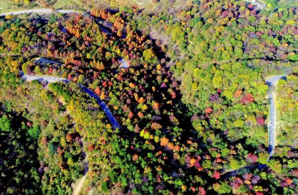 11月，看湖北，層林盡染！