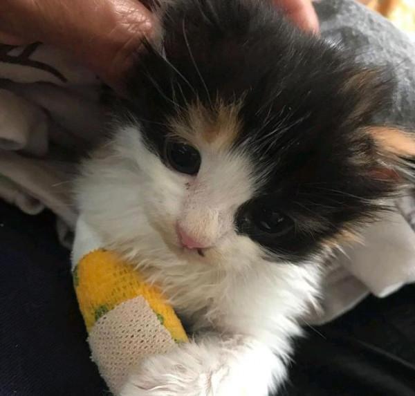 小貓在花圃中“哭泣”,大叔看它可憐出手,三個月後,才知撿到寶 小貓在花圃中“哭泣”,大叔看它可憐出手,三個月後,才知撿到寶