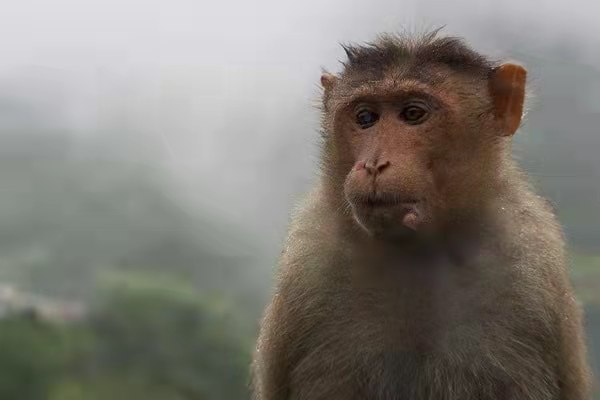 雨中動物的精彩瞬間,真的非常可愛 雨中動物的精彩瞬間,真的非常可愛
