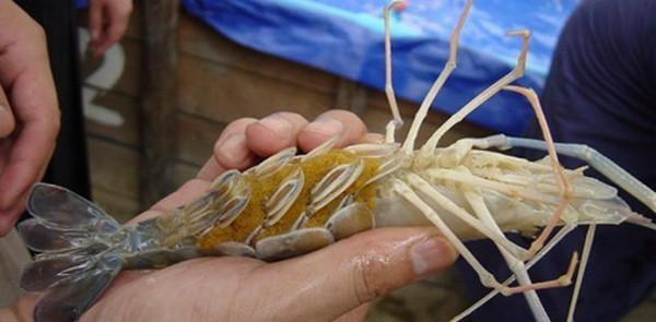 大蝦入侵珠江，有人釣起一隻發現滿腹蝦卵，這是要開始繁殖？