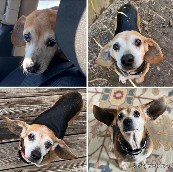 如果你也想要養狗，那就從救一隻狗開始吧...