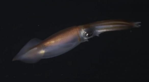 蒙特利灣水族館研究所2021年珍稀深海生物攝影盤點