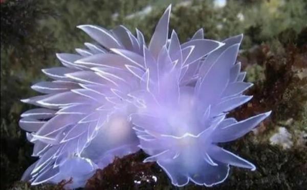 可愛呆萌的海兔，美出天際的海兔——海兔大全