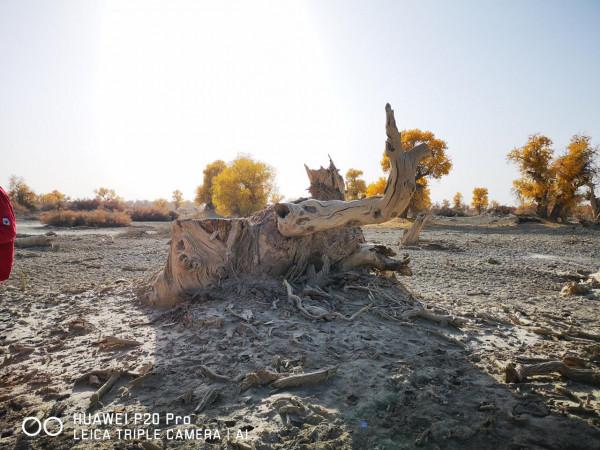 曾經無條件地拜倒在胡楊林的“腳”下
