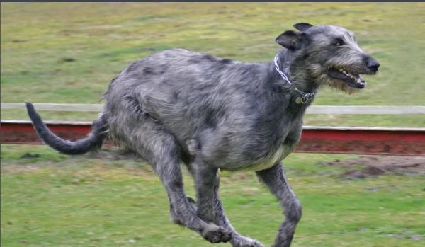 世界上最大的狗是什麼? 世界上最大的狗是什麼?