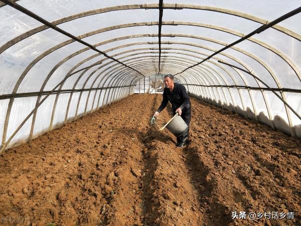 種植蔬菜，雞糞、牛糞等農家肥你全用錯了，看看老農怎麼做