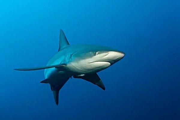 鯊魚翅你吃過嗎？