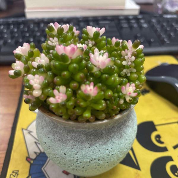 多肉夏天難養？不全是，這6種多肉，越曬越爆盆