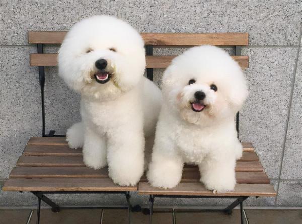 比熊“舔人”很髒?其實它是想告訴你這些事,別嫌棄 比熊“舔人”很髒?其實它是想告訴你這些事,別嫌棄