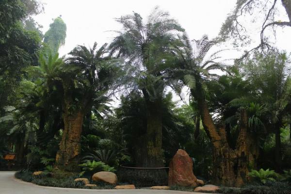 這8種花卉適合用“大盆”養，粗放管理，反而越長越精神