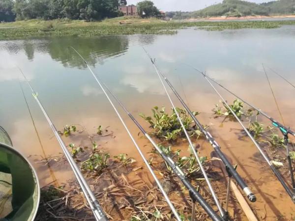 怎麼樣釣魚魚易上鉤