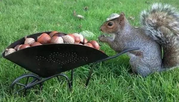 貓頭鷹捕殺小松鼠，被女孩救下治傷，放生後女孩收到松鼠特殊禮物