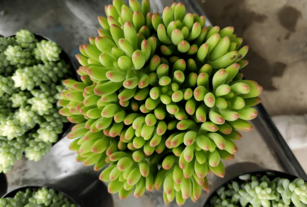 多肉側芽少怎麼辦?試試這3種方法,操作簡單,爆頭效果好 多肉側芽少怎麼辦?試試這3種方法,操作簡單,爆頭效果好